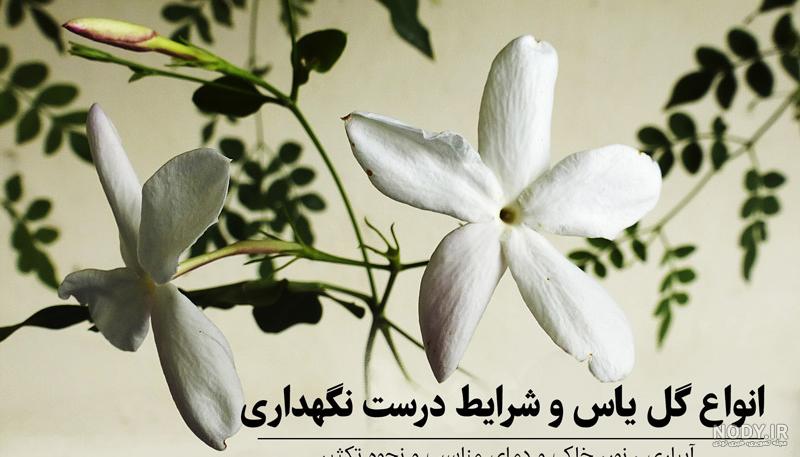 عکس گل یاس سپید عکس گل یاس سپید