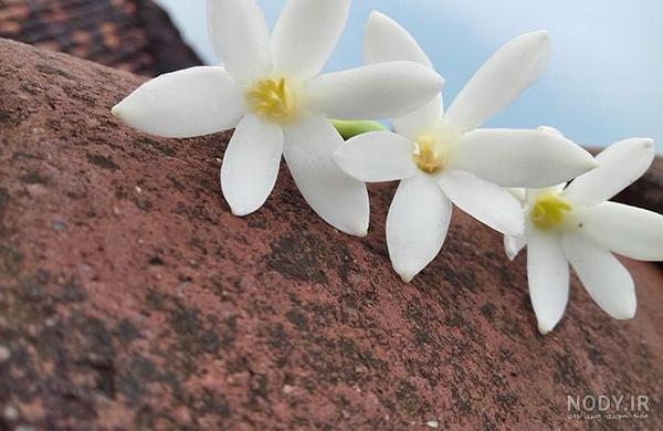 عکس گل یاسمن سفید عکس گل یاسمن سفید