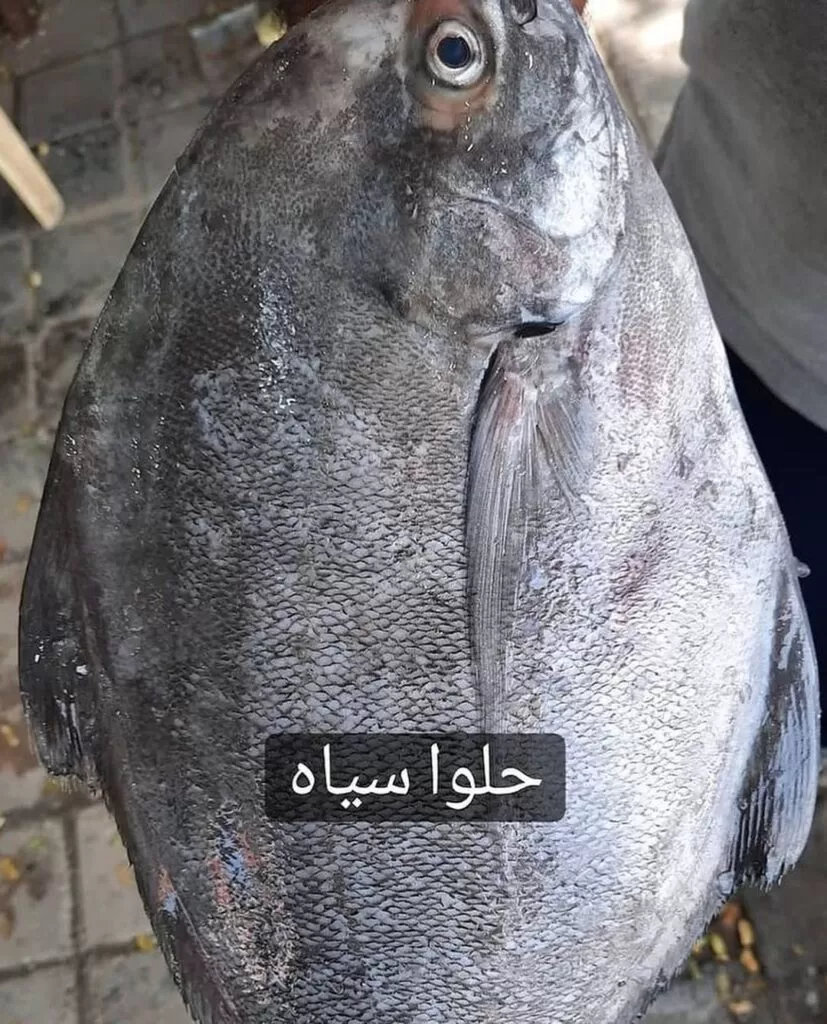 غروب ماه روی ابرها و آب با انعکاس یک تصویر سیاه و سفید با رنگ سرد 1008623
