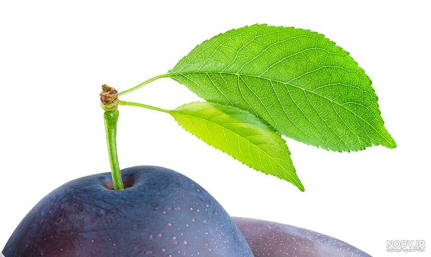 قیمت آلو سیاه | آلو، آلو خشک، آلو خورشتی - آلو ایران قیمت آلو سیاه | آلو، آلو خشک، آلو خورشتی - آلو ایران