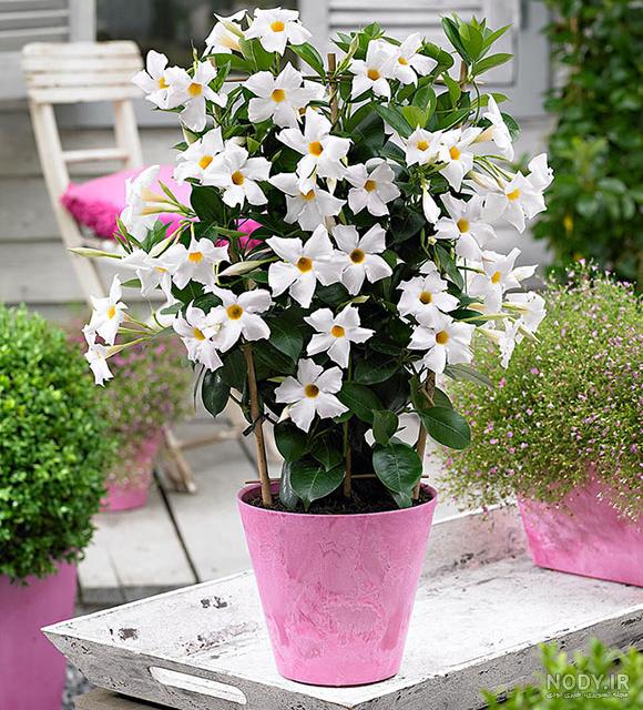 مجموعه زیبای عکس گل‌ یاس در رنگ های مختلف - ستاره