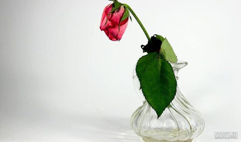 مجموعه عکس گل رز مشکی پژمرده (جدید) مجموعه عکس گل رز مشکی پژمرده (جدید)
