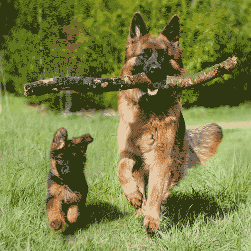 مشخصات کامل، قیمت و خرید نژاد سگ ژرمن شپرد (German Shepherd Dog) | پت راید مشخصات کامل، قیمت و خرید نژاد سگ ژرمن شپرد (German Shepherd Dog) | پت راید