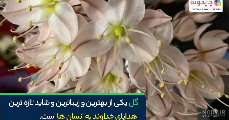 معرفی گیاه اقاقیا ⁪⁬⁮⁮ ⁪⁬⁮| اسرار جالب گل اقاقیا⁪⁬⁮⁮ ⁪⁬⁮⁮