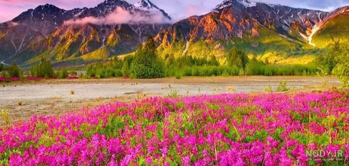 منظره تابستانی زیبا در کوه با گل های صورتی 1051693 منظره تابستانی زیبا در کوه با گل های صورتی 1051693