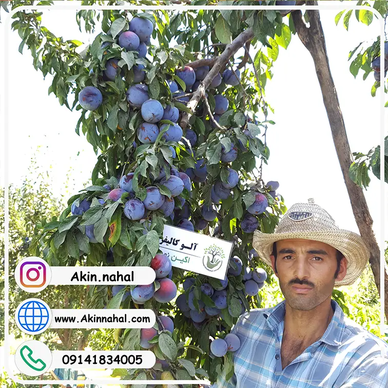 میوه آلو شابلون | ۱۶ خاصیت دارویی و درمانی آلو شابلون خشک میوه آلو شابلون | ۱۶ خاصیت دارویی و درمانی آلو شابلون خشک