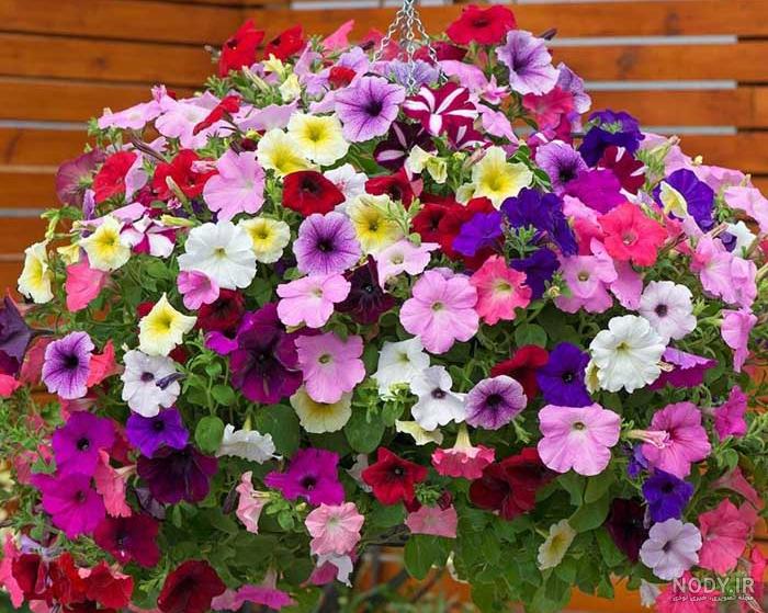 نحوه نگهداری گل اطلسی نحوه نگهداری گل اطلسی