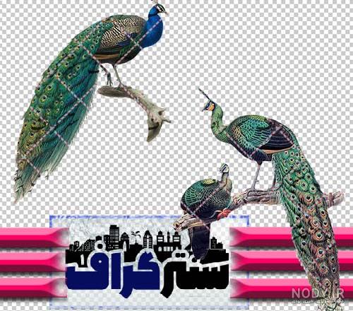 نقاشی سیاه قلم طاووس ❤️ [ بهترین تصاویر ]
