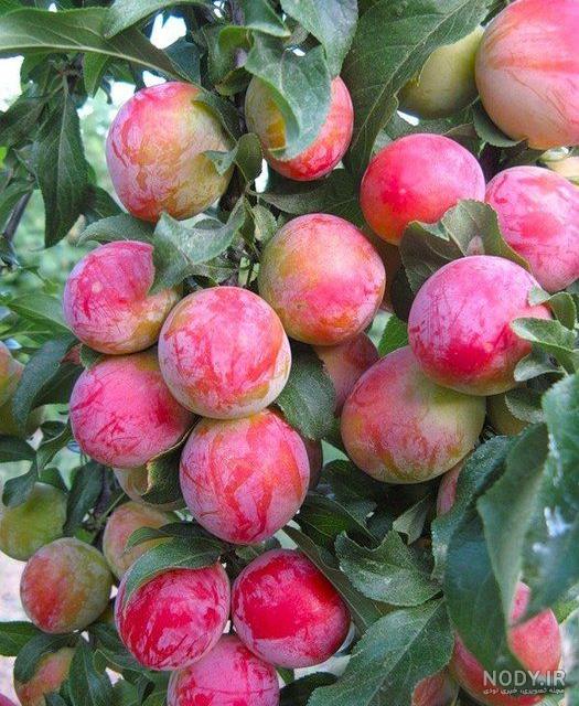 نهال آلو کالیفرنیا - ارسال به سراسر کشور به همراه هدیه ویژه - سیمین نهال نهال آلو کالیفرنیا - ارسال به سراسر کشور به همراه هدیه ویژه - سیمین نهال
