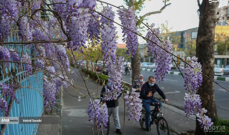 همشهری آنلاین - عطر خوش اقاقیا؛ هدیه به همسایه‌ها - صاحب‌خبر