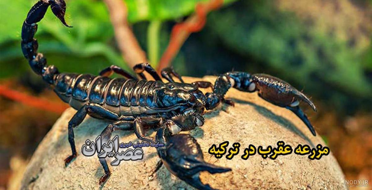 کشنده‌ترین عقرب دنیا در ایران ساکن است!/ عکس - خبرآنلاین