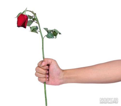 گالری عکس های دیدنی گل رز سیاه | تصاویر گل رز های مشکی زیبا گالری عکس های دیدنی گل رز سیاه | تصاویر گل رز های مشکی زیبا