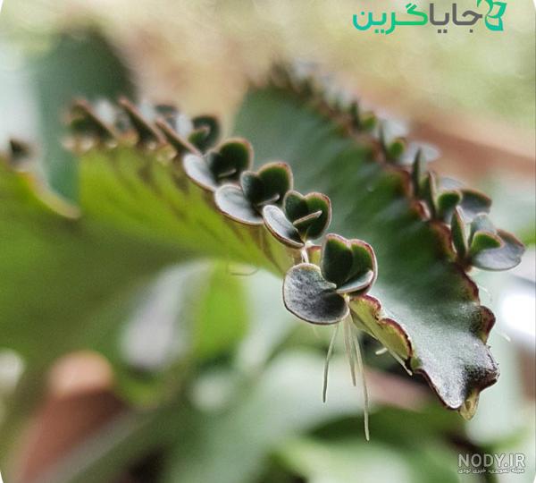 گل اشک تمساح | نگهداری گل اشک عروس + بیماری‌ها و راه درمان