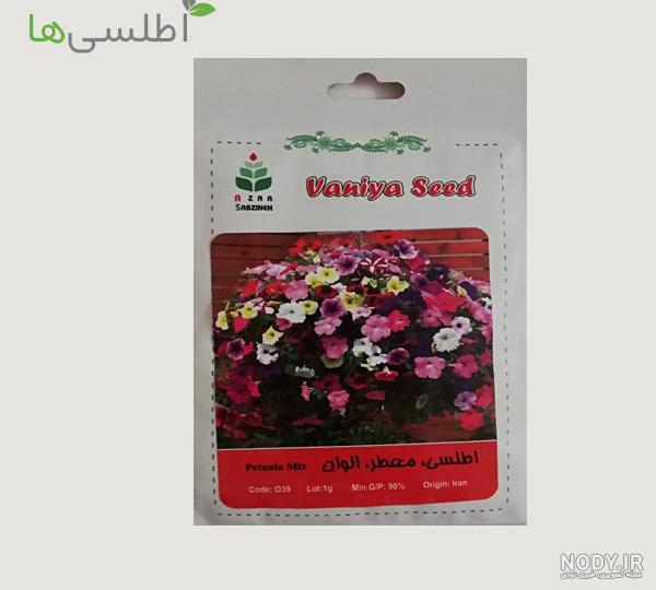 گل اطلسی گیاه اطلسی قیمت ارزان ارسال اینترنتی گل اطلسی گل سریع الرشد و زیبا ارسال سریع گل اطلسی گیاه اطلسی قیمت ارزان ارسال اینترنتی گل اطلسی گل سریع الرشد و زیبا ارسال سریع