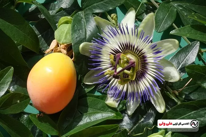 گل ساعتی | هایپر تره بار