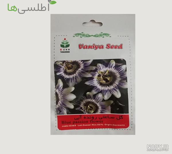 گل ساعتی چیست و چطور می‌توان آن را پرورش داد؟