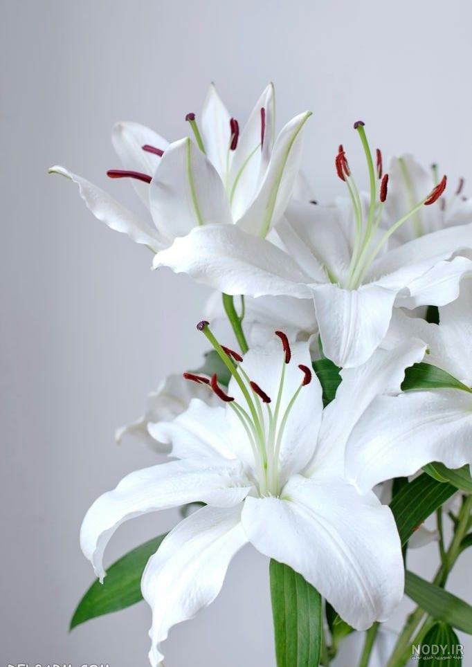 گل لیلیوم یا سوسن - انواع گل لیلی و نماد lily flower + عکس این گل زیبا | اطلس گل | Atlas Flower گل لیلیوم یا سوسن - انواع گل لیلی و نماد lily flower + عکس این گل زیبا | اطلس گل | Atlas Flower