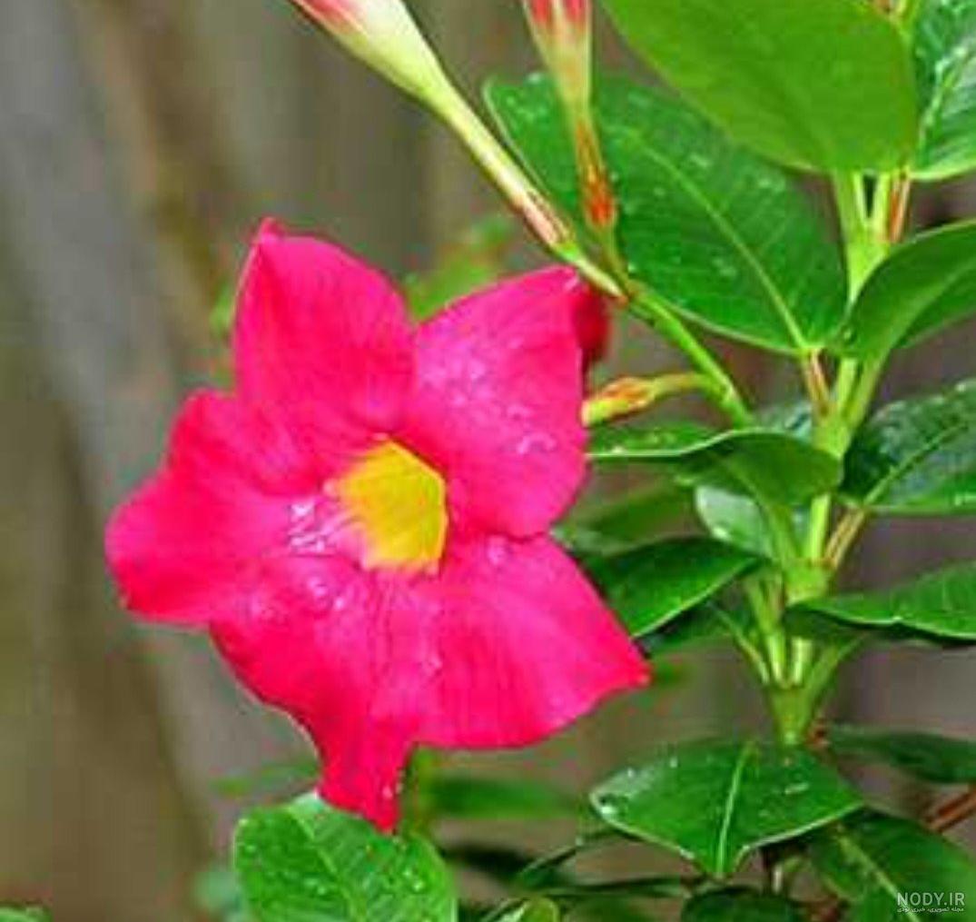 گل های پیچک و رونده