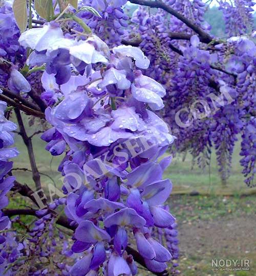 گل کاغذی بنفش - گلخانه و نهالستان فروزانی