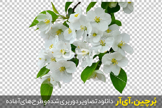 گل یاس رازقی؛ از معرفی انواع آن تا کاشت و نگهداری گل یاس رازقی؛ از معرفی انواع آن تا کاشت و نگهداری