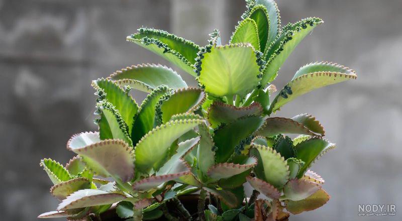 گیاه اشک تمساح(Mother Of Thousands) :نکات تخصصی( رشد|نگهداری|پرودش) گیاه اشک تمساح(Mother Of Thousands) :نکات تخصصی( رشد|نگهداری|پرودش)