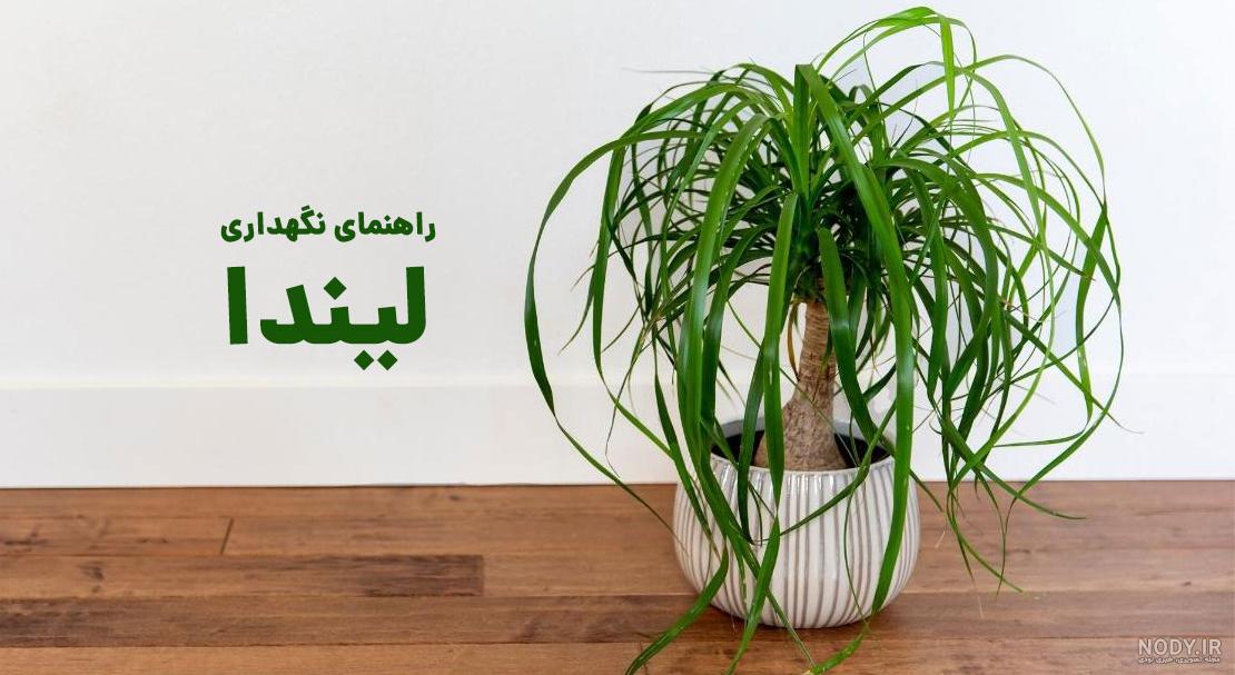 گیاه لیندا ، گیاه نخل لیندا ، نخل دم اسبی ، گیاه پافیلی ، گل لیندا گیاه لیندا ، گیاه نخل لیندا ، نخل دم اسبی ، گیاه پافیلی ، گل لیندا