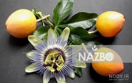 گیاه گل ساعتی | فروشگاه گل و گیاه شمعدونیا