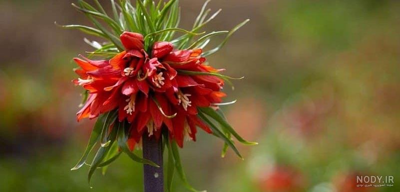 ۵۰ عکس منظره کوهستانی با چشم اندازهای بسیار زیبا ۵۰ عکس منظره کوهستانی با چشم اندازهای بسیار زیبا