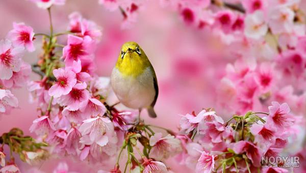 عکس خفن عکس گل و بلبل برای پروفایل