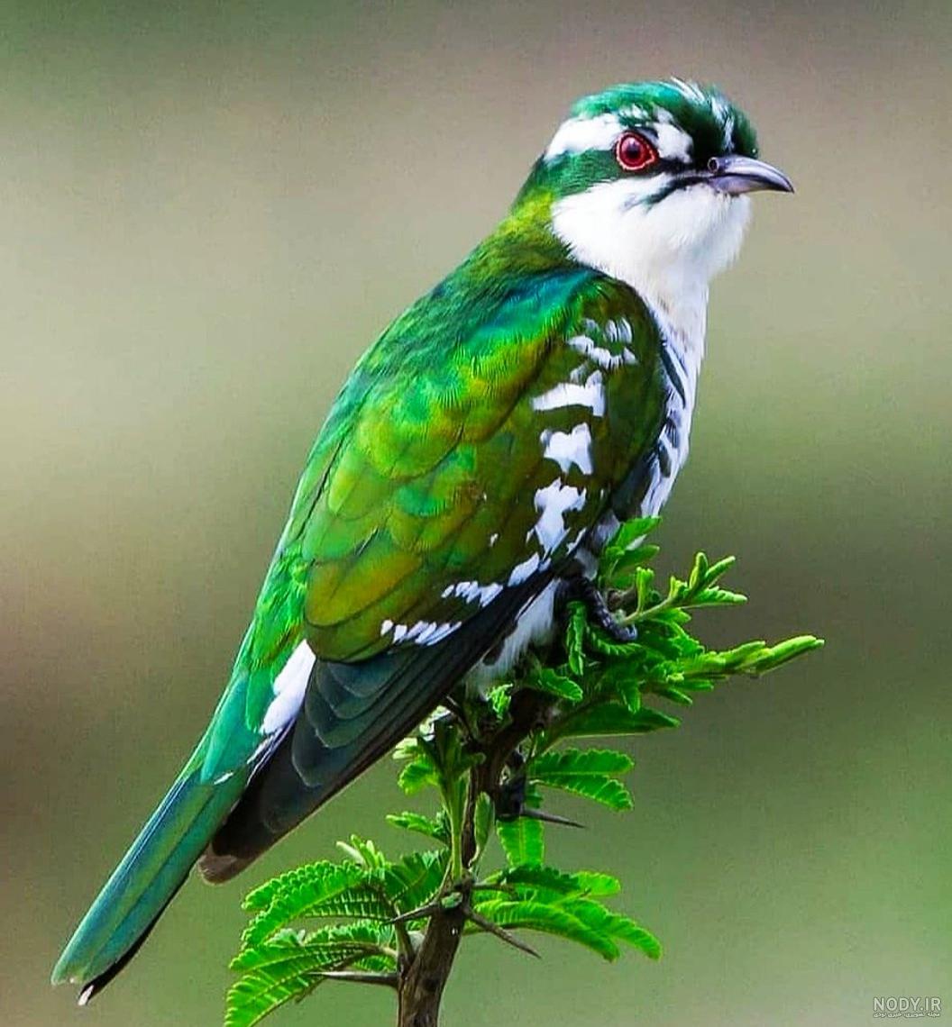 عکس خفن عکس گل و بلبل برای پروفایل