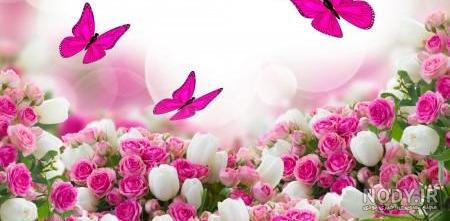 عکس خفن عکس گل و بلبل برای پروفایل