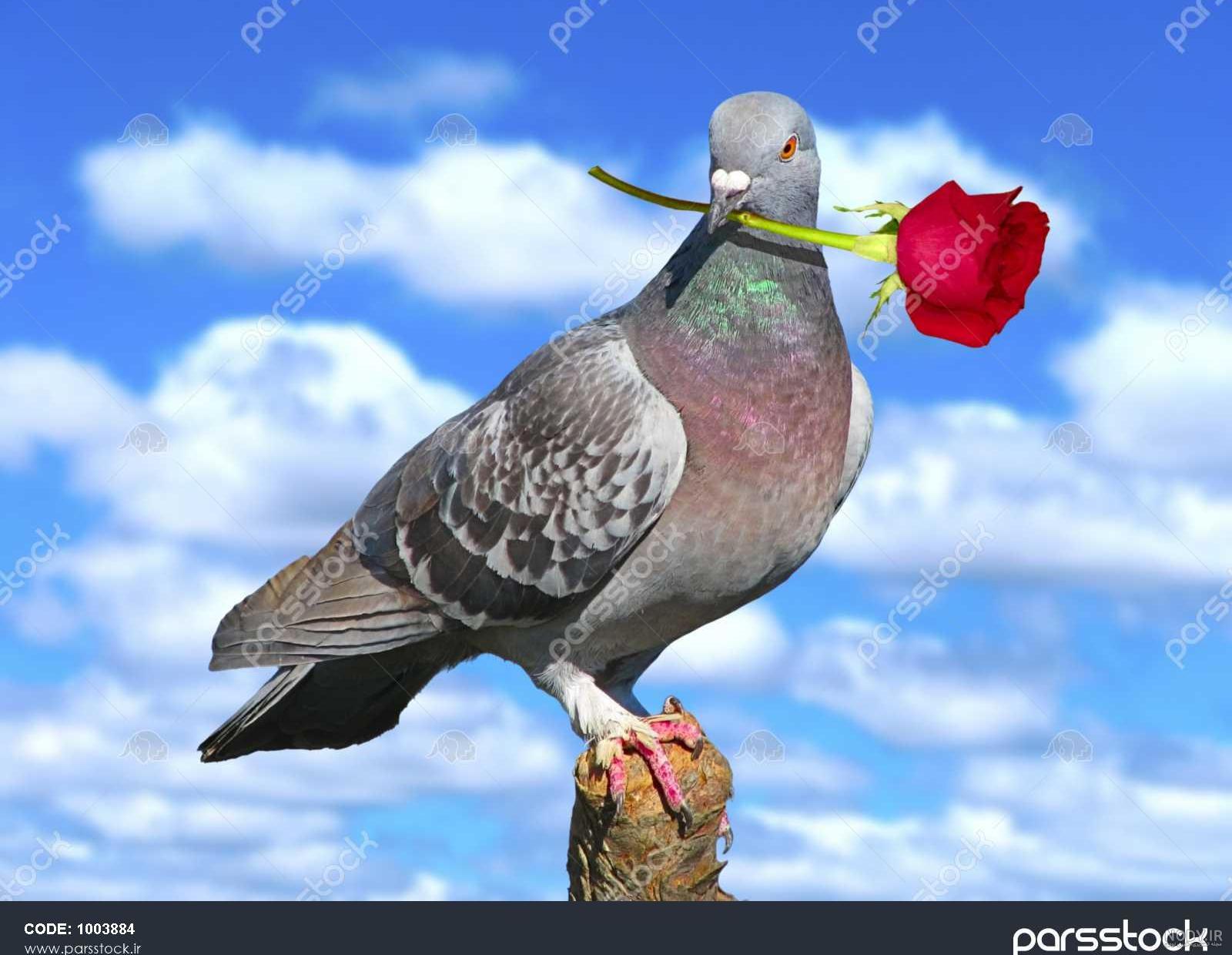 عکس خفن عکس گل و بلبل برای پروفایل