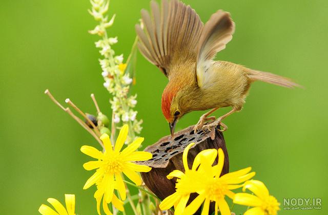 عکس خفن عکس گل و بلبل برای پروفایل