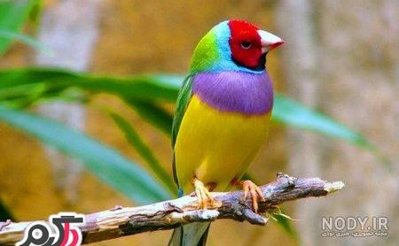 عکس خفن عکس گل و بلبل برای پروفایل