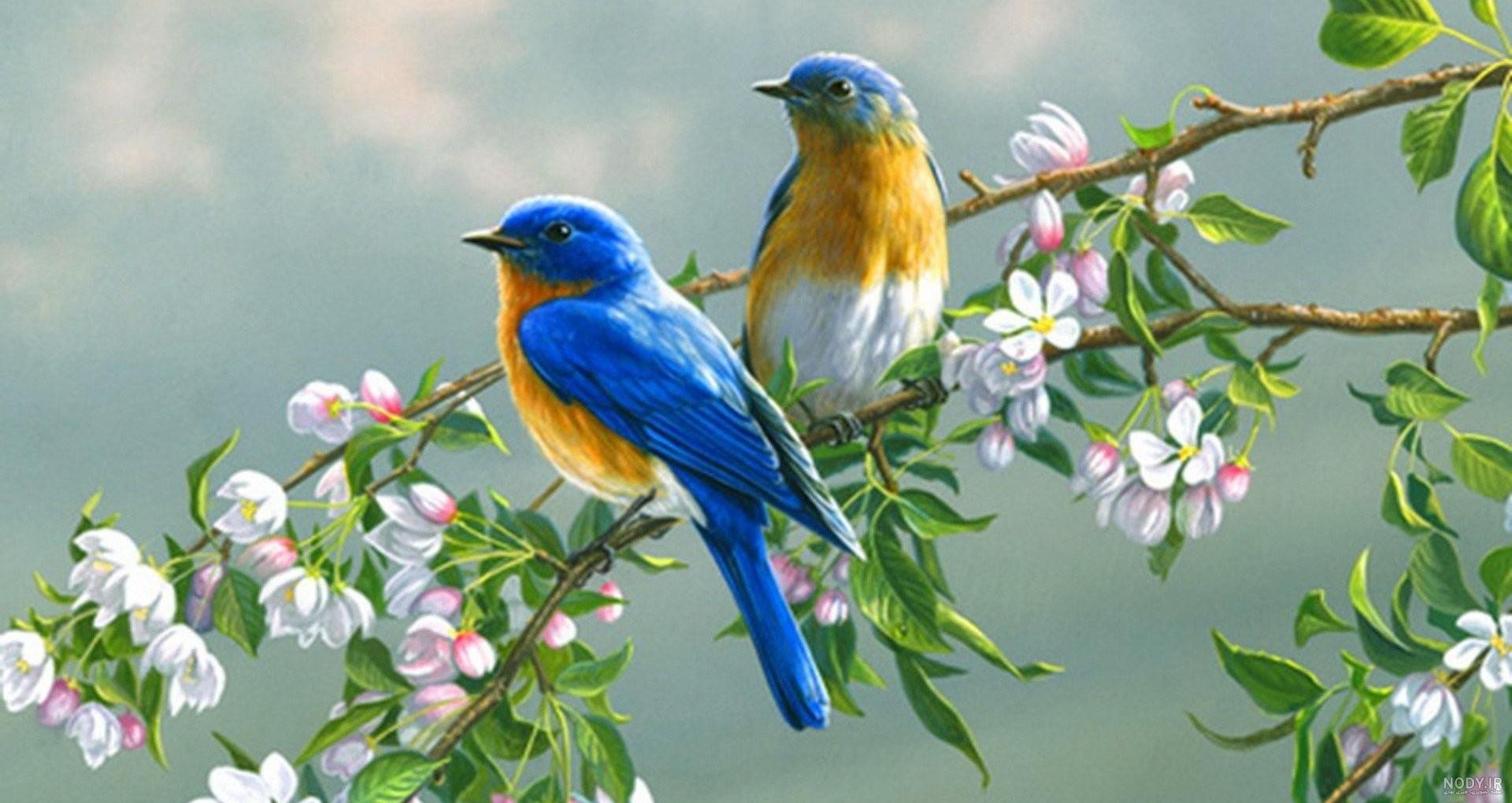 عکس خفن عکس گل و بلبل برای پروفایل