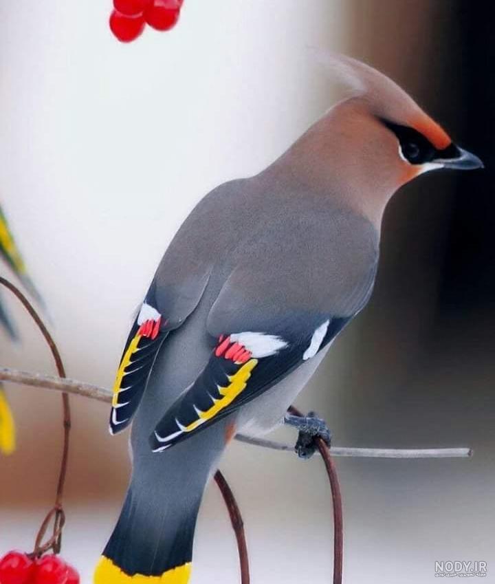 عکس خفن عکس گل و بلبل برای پروفایل