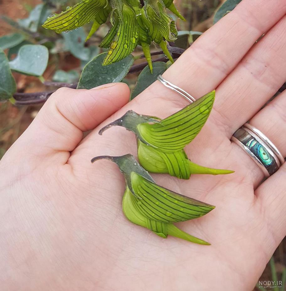 عکس خفن عکس گل و بلبل برای پروفایل