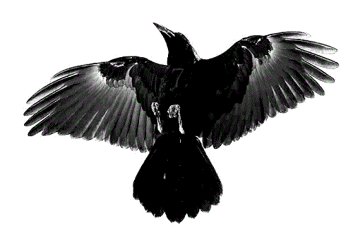  پروفایل عکس کلاغ برای واتساپ و تلگرام