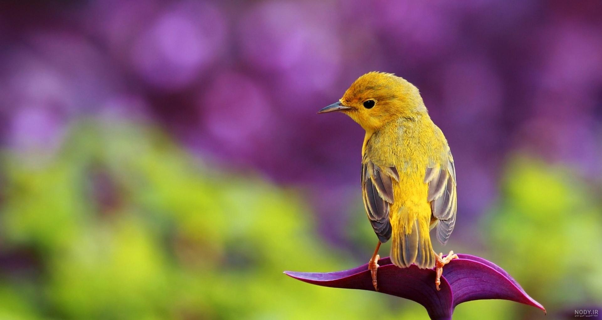 عکس خفن عکس گل و بلبل برای پروفایل