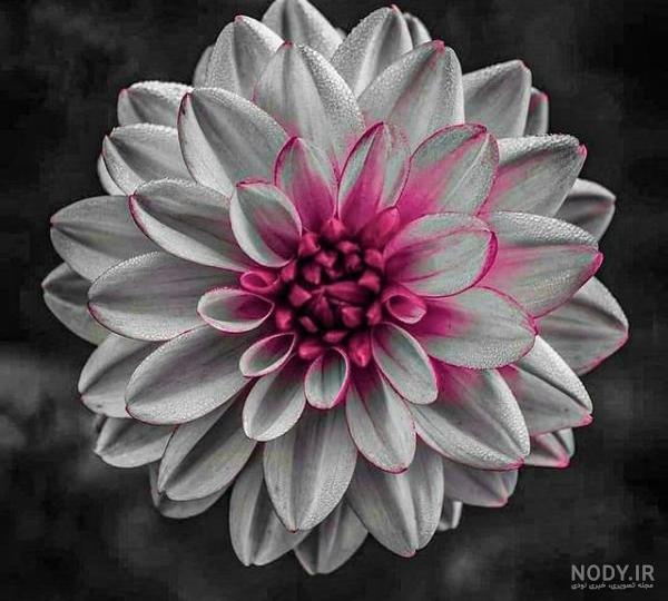 عکس خفن عکس گل و بلبل برای پروفایل