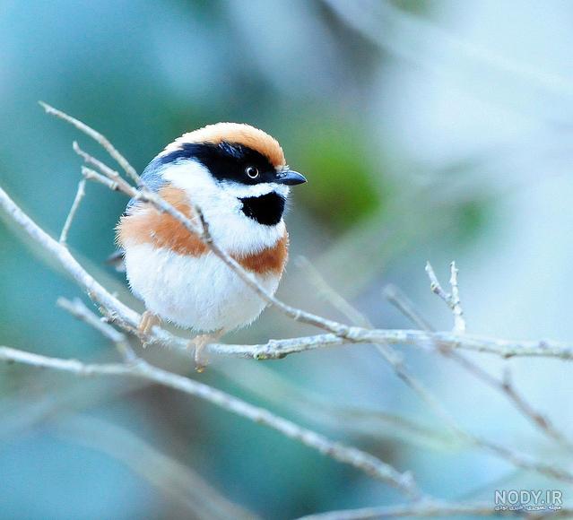 عکس خفن عکس گل و بلبل برای پروفایل