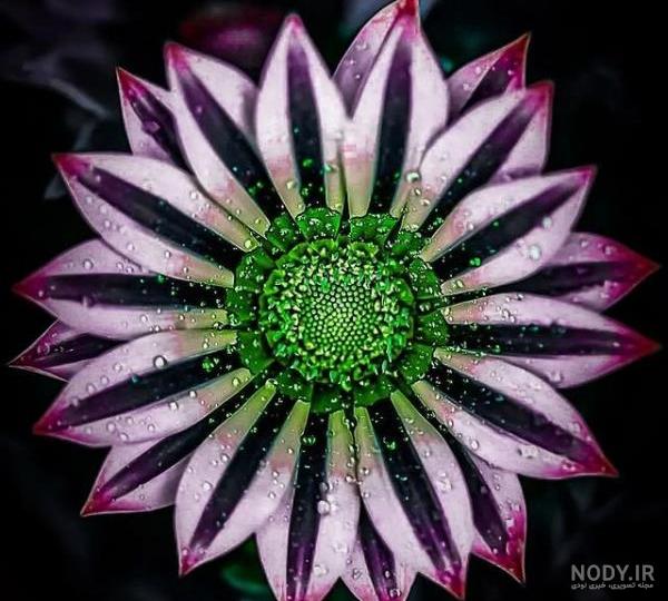 عکس خفن عکس گل و بلبل برای پروفایل