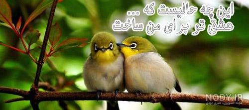 عکس خفن عکس گل و بلبل برای پروفایل