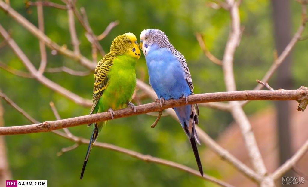 عکس خفن عکس گل و بلبل برای پروفایل