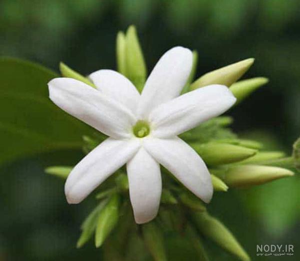Flowers.jpg Flowers.jpg
