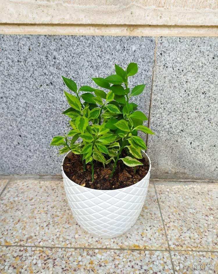 21 ایده عملی و جذاب برای ساخت و تزیین گلدان گل در خانه ایرانی 21 ایده عملی و جذاب برای ساخت و تزیین گلدان گل در خانه ایرانی