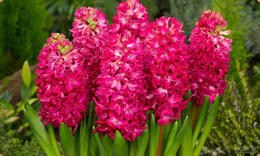 100 عکس حیرت انگیز از گل سنبل با حال و هوای نوروزی