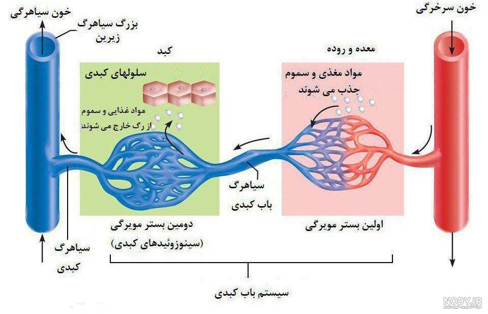 50 نکته طلایی فصل 2 زیست شناسی دهم 🍔 : کنکورباز
