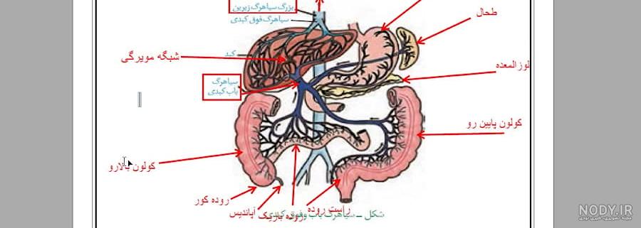 آزمون زیست 1 - فصل دوم کلاس دهم تجربی1 به صورت دیجی فرم