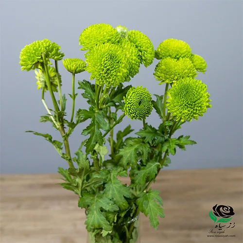 آشنایی با گل داوودی - انواع گل های داوودی | اطلس گل | Atlas Flower آشنایی با گل داوودی - انواع گل های داوودی | اطلس گل | Atlas Flower
